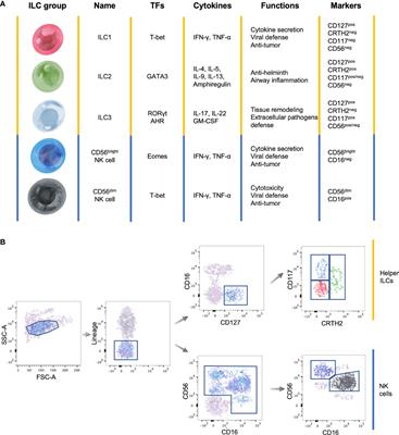 Development of Human ILCs and Impact of Unconventional Cytotoxic Subsets in the Pathophysiology of Inflammatory Diseases and Cancer